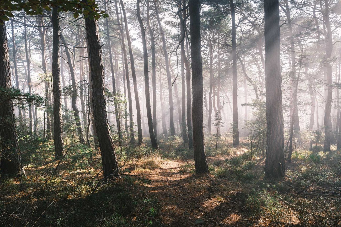Palatinate Forest moody cgi background