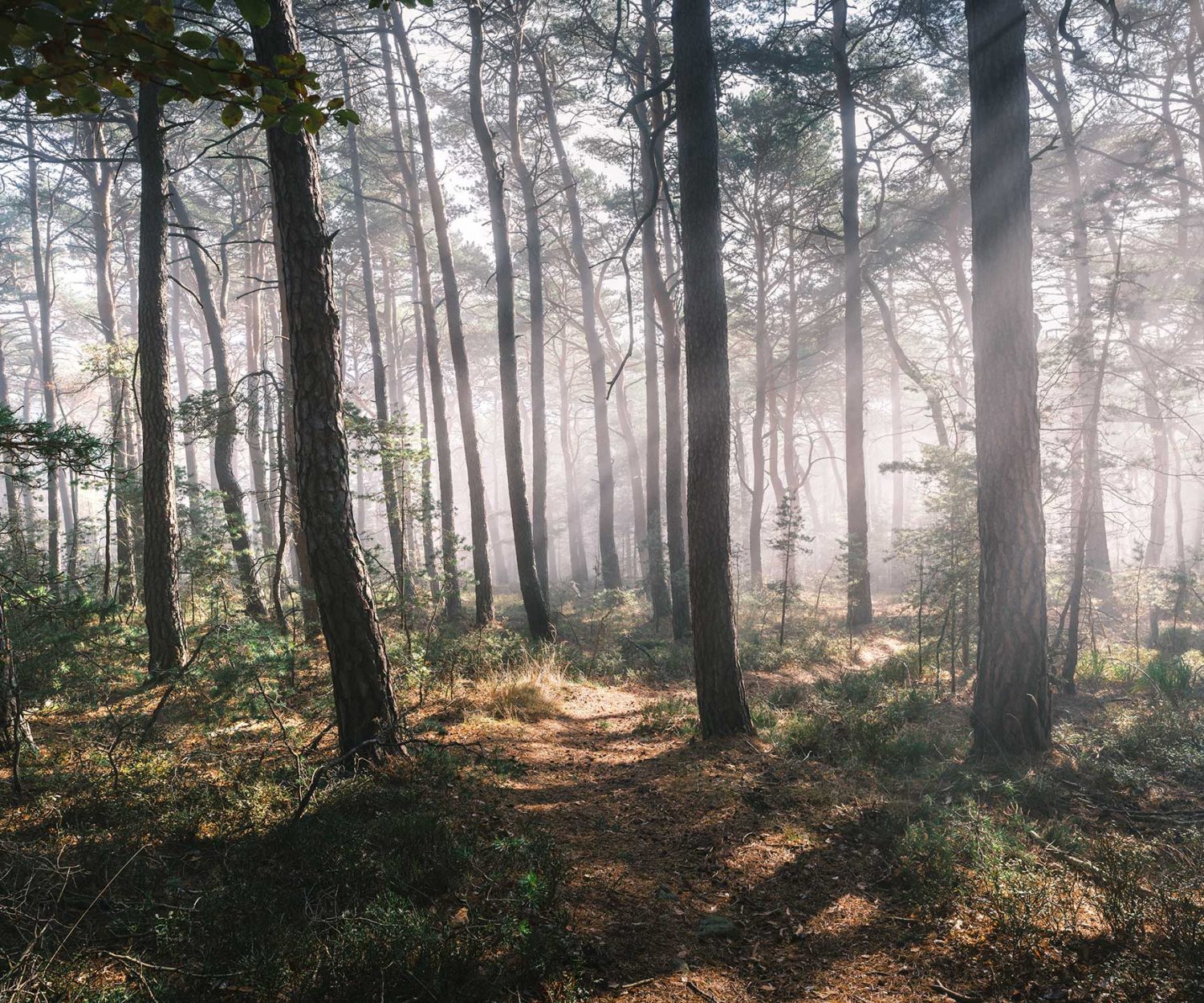 Palatinate Forest moody cgi background