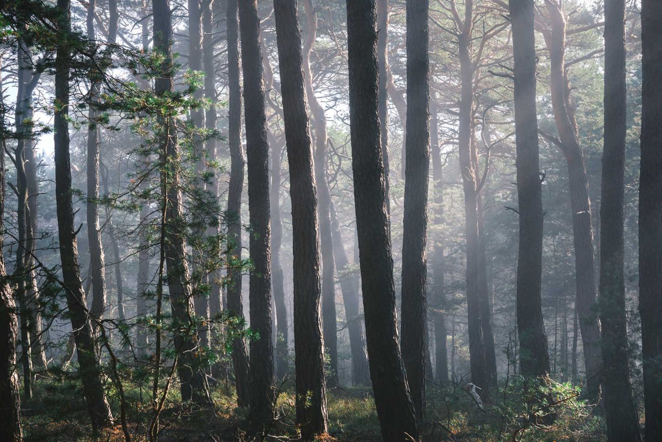 Palatinate Forest Moody CGI Background photo production
