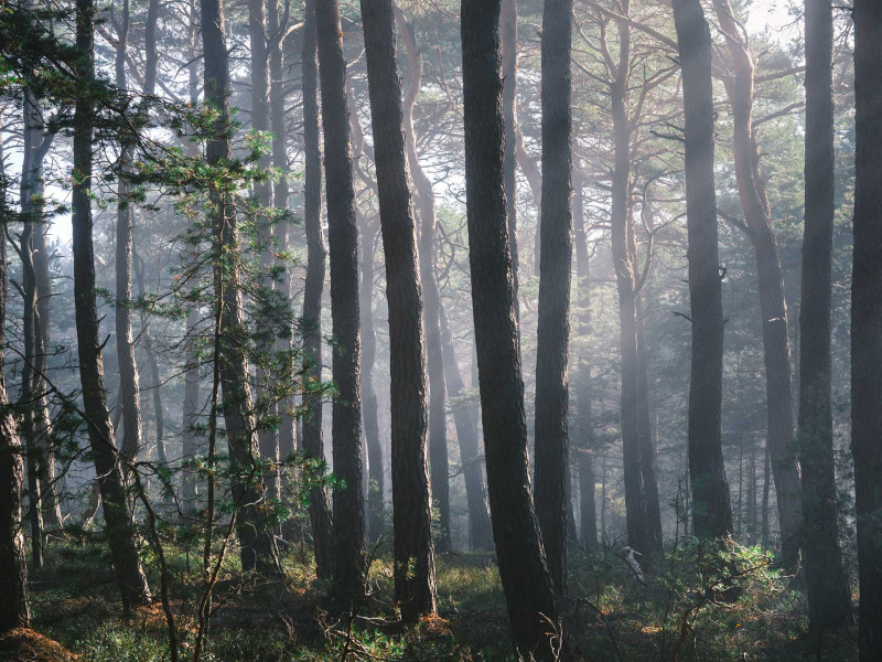 Palatinate Forest foggy moody landscape photography