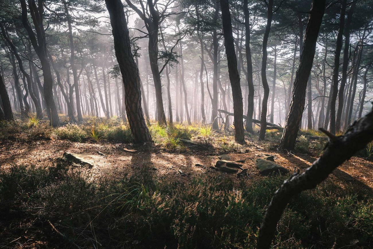 Palatinate Forest mystic landscape photography cgi background production