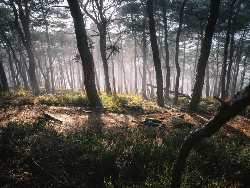 Palatinate Forest mystic  landscape photography