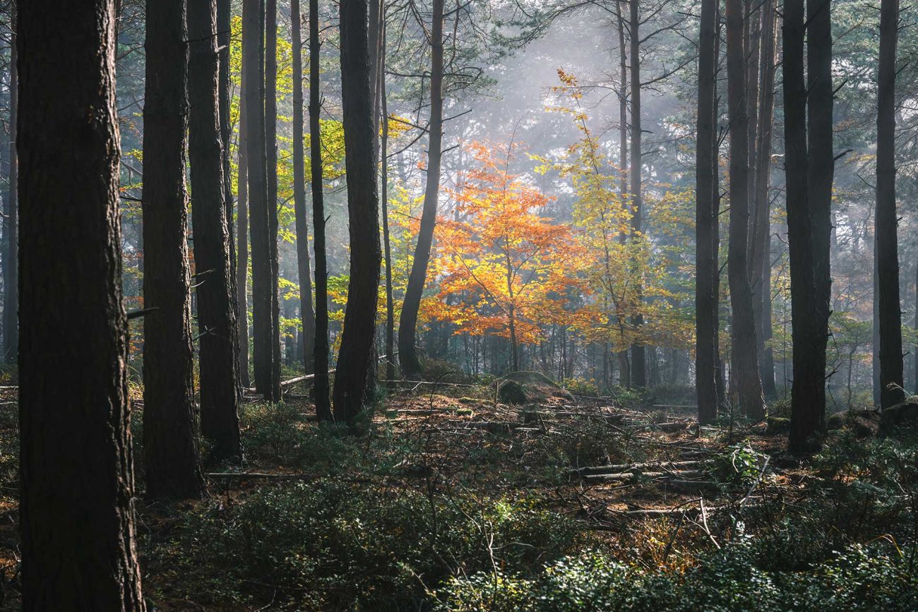 Palatinate Forest Moody CGI Background photo production