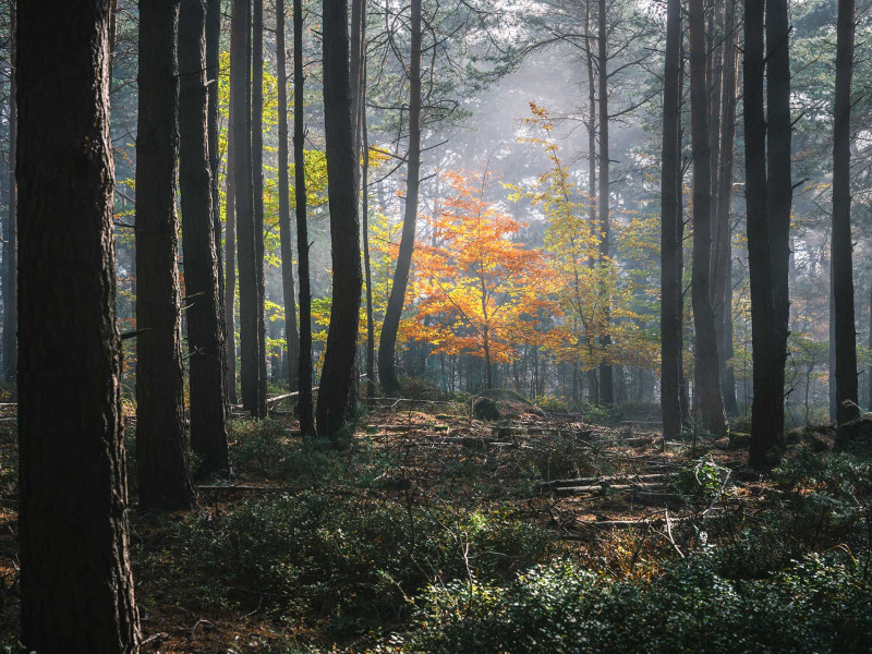 Palatinate Forest hazy moody landscape photography